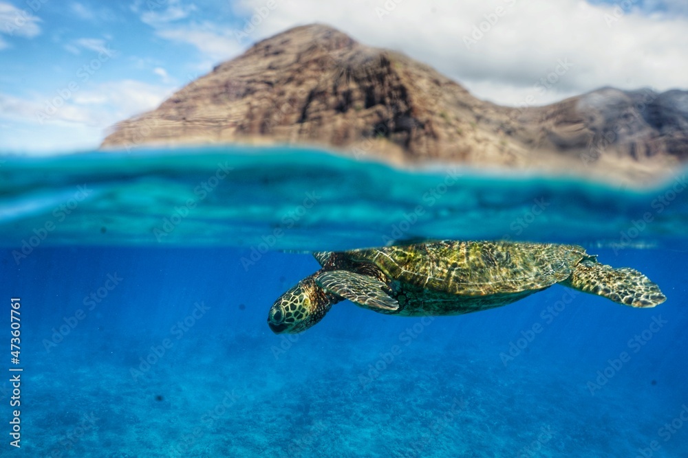Hawaiian Green Sea Turtle Swimming
