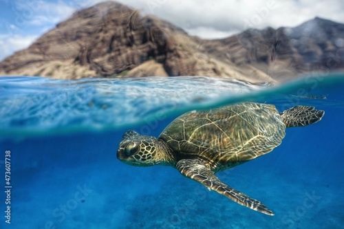 Hawaiian Green Sea Turtle Swimming
