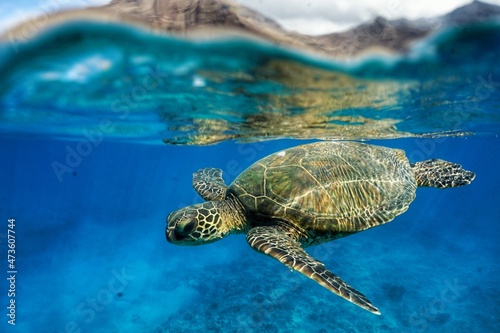 Hawaiian Green Sea Turtle Swimming
