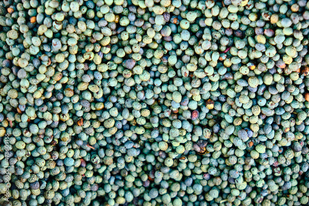 Terebinth. Pistacia terebinthus. Fruits of turpentine tree are used for baking of a specialty village bread. Kurdish coffee is made from the roasted terebinth fruits, and a soap is made from the oil Terebinth. Pistacia terebinthus. Fruits of turpentine tree are used for baking of a specialty village bread. Kurdish coffee is made from the roasted terebinth fruits, and a soap is made from the oil