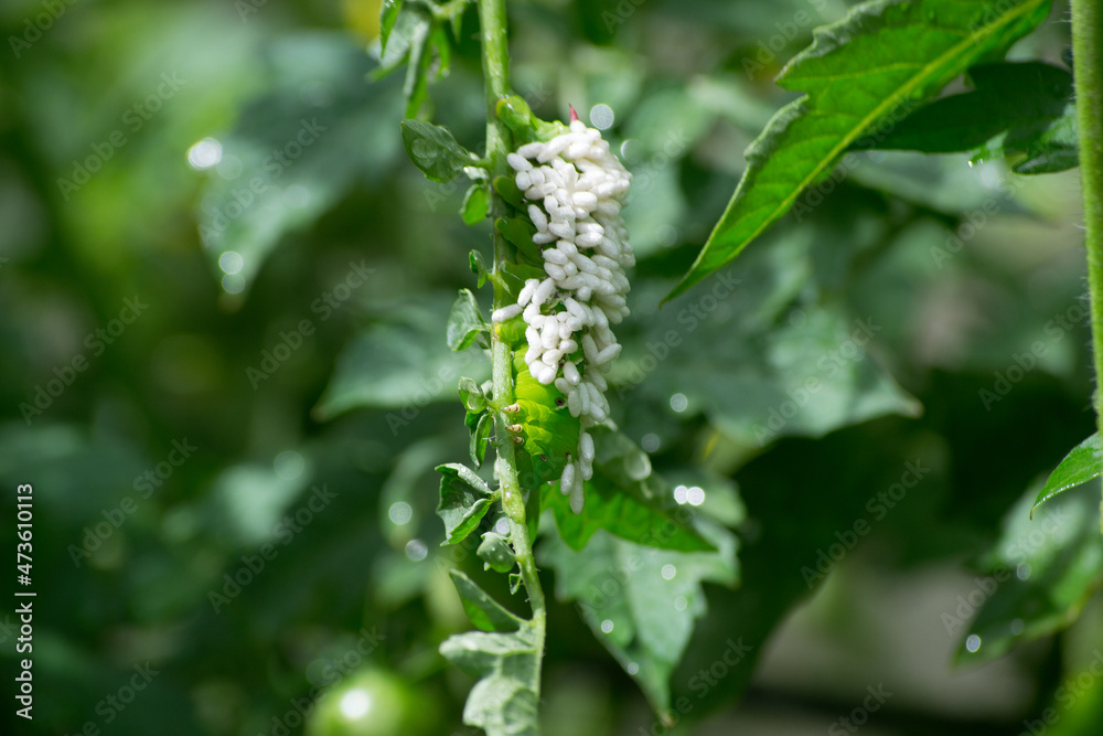 Caterpillar (Manduca sexta) being parasitized by wasp larva (Cotesia congregata) on cherry tomatoes (Solanum diploclonos). Caterpillar (Manduca sexta) being parasitized by wasp larva (Cotesia congregata) on cherry tomatoes (Solanum diploclonos).