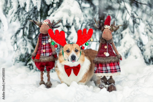 cute corgi dog puppy in masquerade horns with a pair of Santa's toy reindeer stands in the New Year's park in the snow