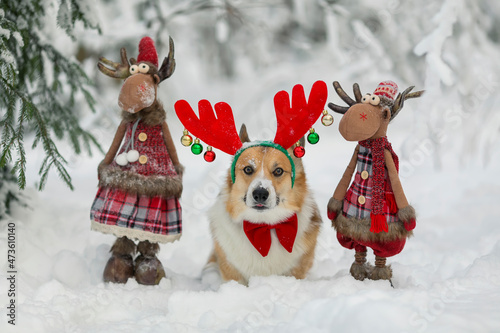 corgi dog puppy in masquerade horns with a pair of Santa's toy olney stands in the New Year's snow photo