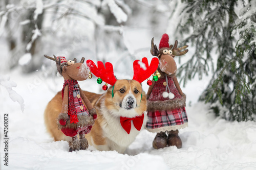 corgi dog puppy in masquerade horns next to Santa's toy reindeer stands in the New Year's park in the snow
