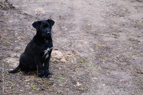 cute puppy, a black dog is sitting on dirt road and waiting for something. International Animal Protection Day. Copy space