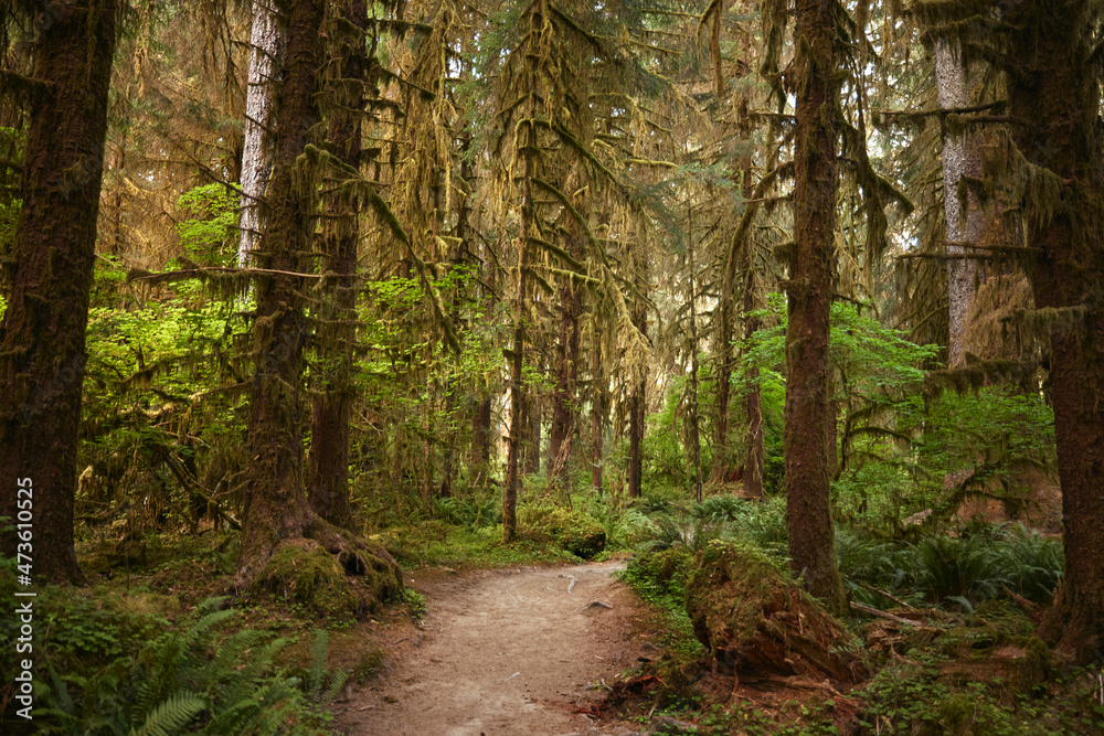 Hikers POV on a trail in the Hoh Rain Forest National Park on the Olympic Peninsula in Washington State Hikers POV on a trail in the Hoh Rain Forest National Park on the Olympic Peninsula in Washington State