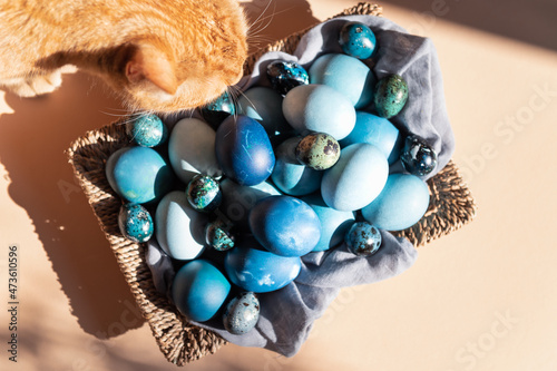 Homemade naturally dyed eggs in blue colors © manuta