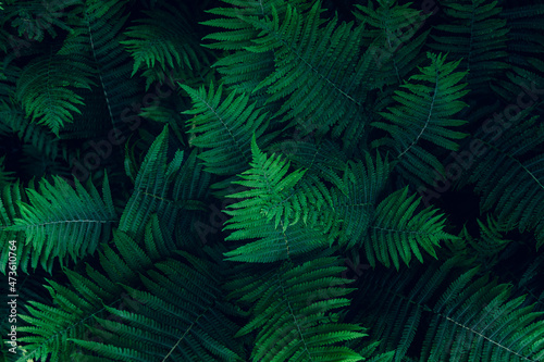 Natural floral fern leaves