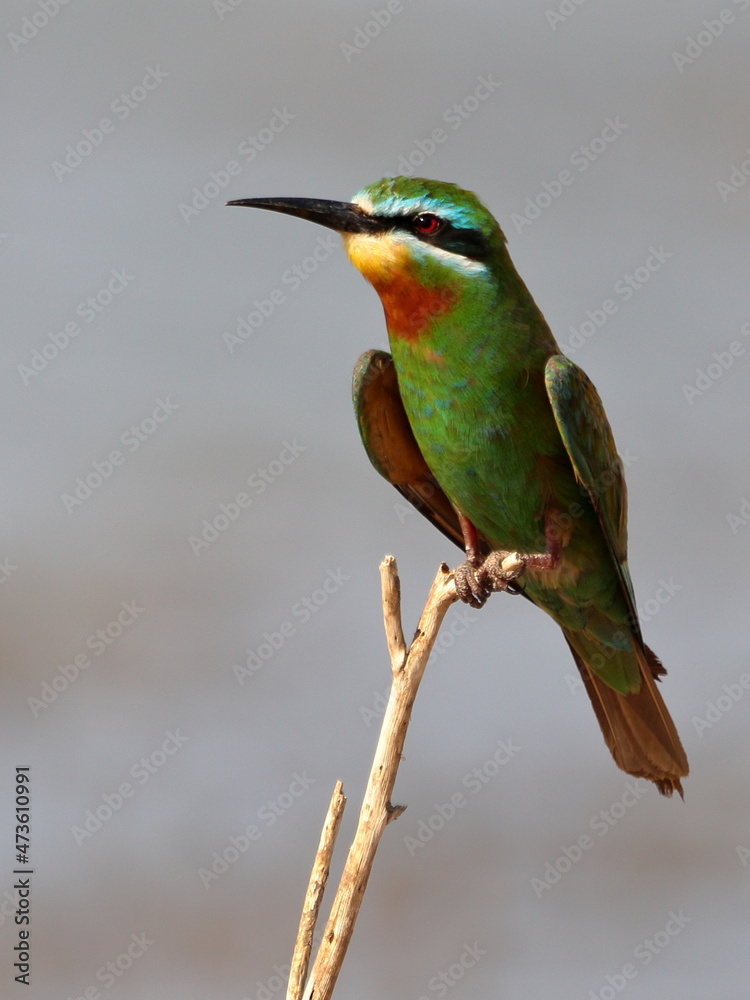 Obraz premium Blue-cheeked Bee-eater