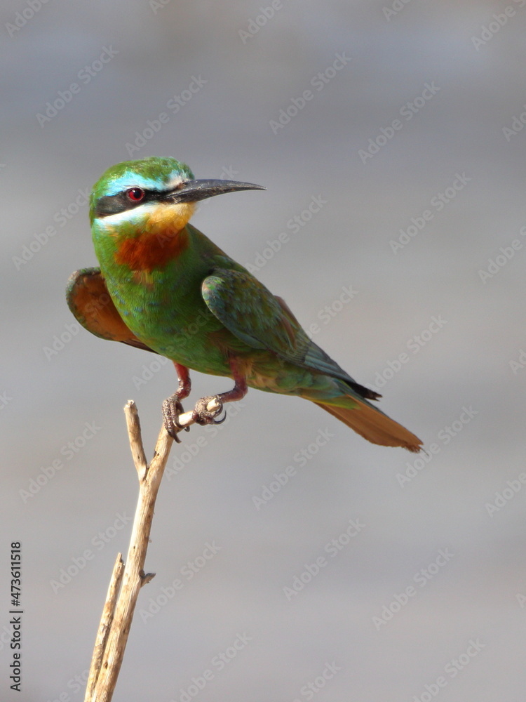 Obraz premium Blue-cheeked Bee-eater