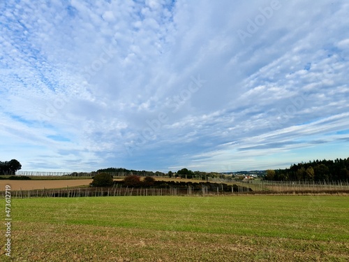 landscape with cows