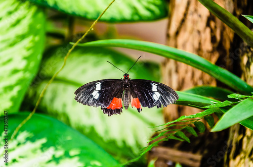 Butterfly Parides Iphidamas or Heart butterfly with red patches photo