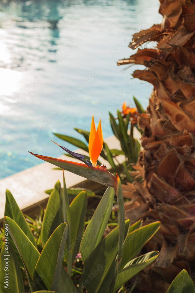 Fototapeta premium Bird of Paradise flower with a pool in the background. Strelitzia reginae - exotic yellow flower. Selective focus. Vertical orientation.