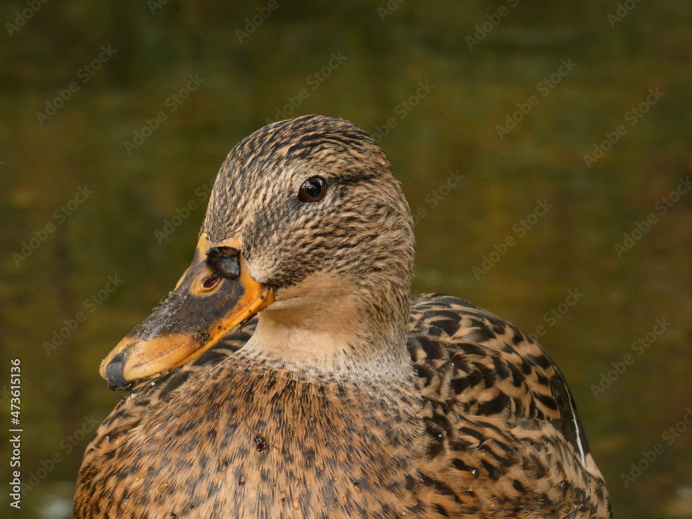 Female mallard (Anas platyrhynchos) - portrait of duck with dirty beak, Gdansk, Poland Female mallard (Anas platyrhynchos) - portrait of duck with dirty beak, Gdansk, Poland