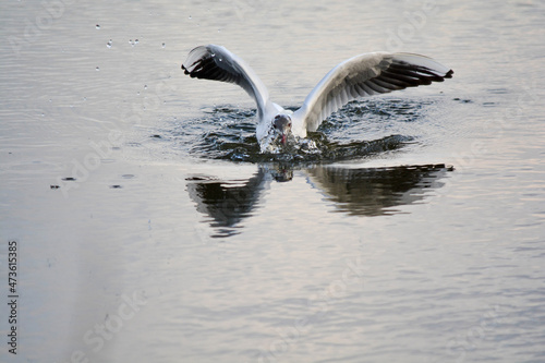 Black headed gull with water bubble © NataliyaF