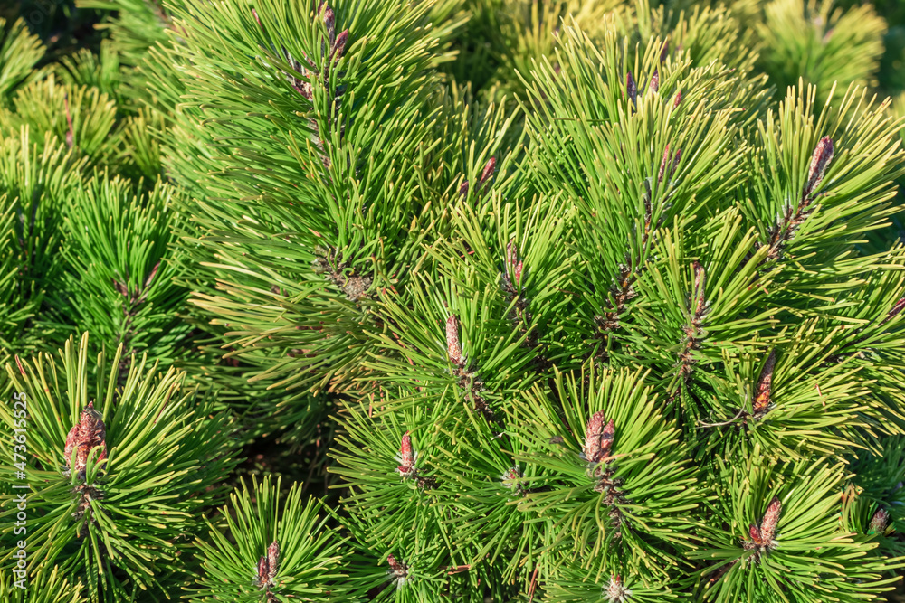 fresh green pine branches lush spruce pine forest fresh green pine branches lush spruce pine forest