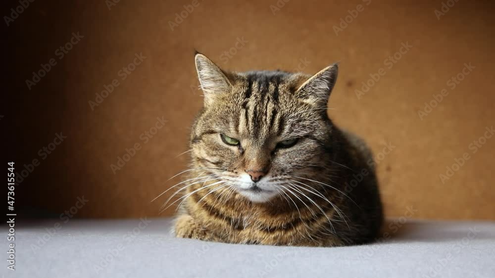 Funny portrait arrogant short-haired domestic tabby cat posing on dark brown background. Little kitten playing resting at home indoor. Pet care and animal life concept Funny portrait arrogant short-haired domestic tabby cat posing on dark brown background. Little kitten playing resting at home indoor. Pet care and animal life concept