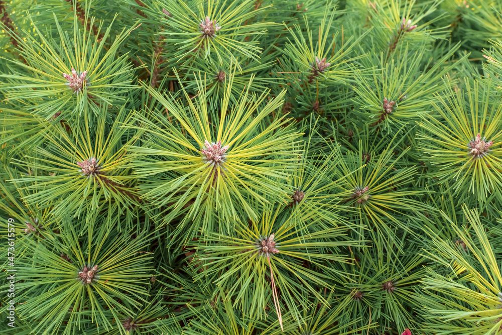green decorative pine with needles spruce forest pine branches green decorative pine with needles spruce forest pine branches