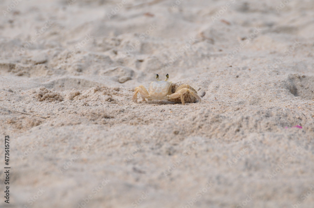 crab on the sand crab on the sand