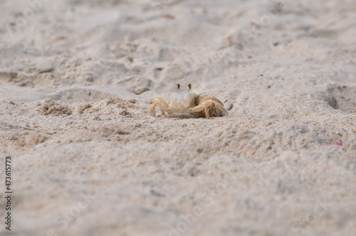 crab on the sand