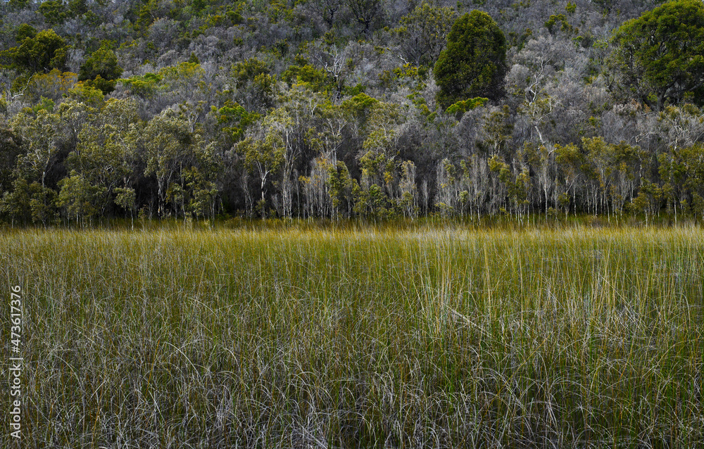 Natural Australian Bush and vegetation on Fraser Island - Australia Natural Australian Bush and vegetation on Fraser Island - Australia