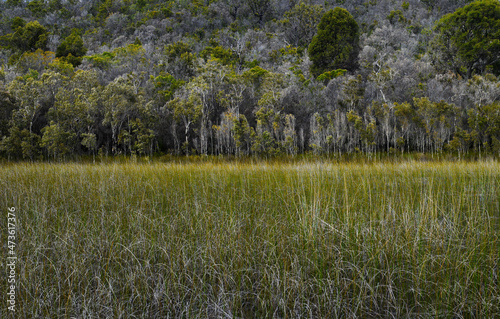 Natural Australian Bush and vegetation on Fraser Island - Australia photo