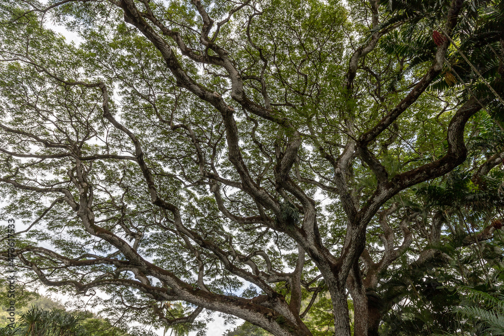 an abstract mixture of tree branches woven together in Hawaii an abstract mixture of tree branches woven together in Hawaii