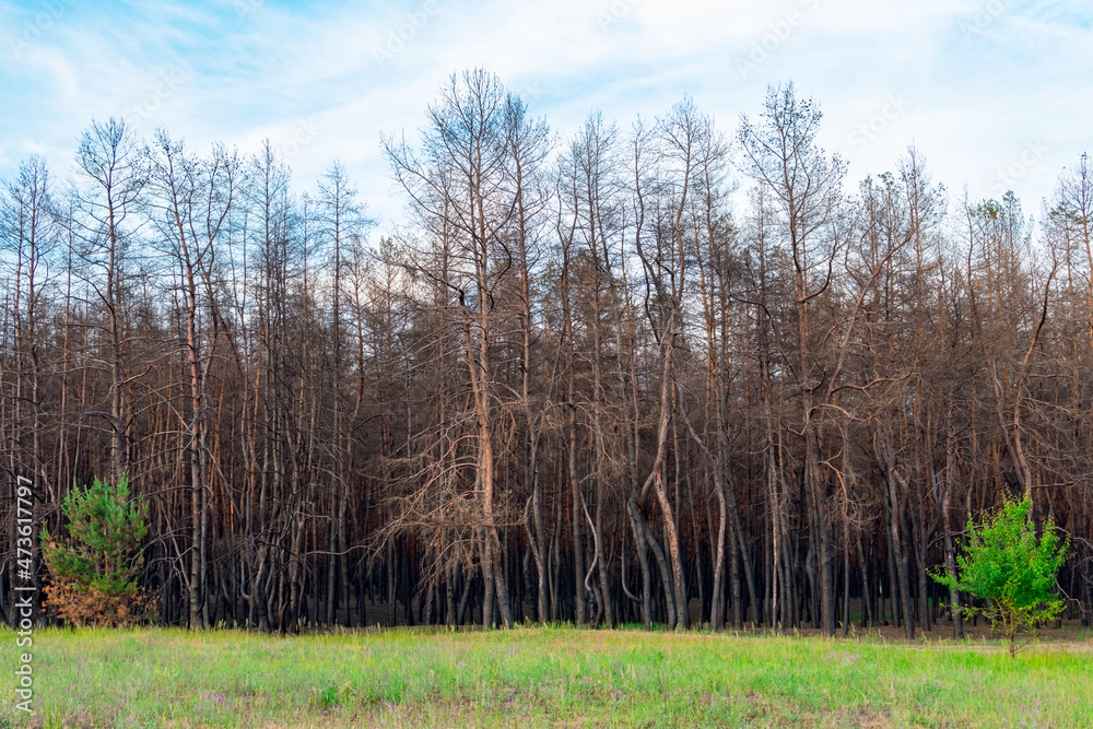 A young deciduous tree against the background of a burnt coniferous forest. Coniferous trees burned down during a fire against a background of green grass. The problem of forest fires. A young deciduous tree against the background of a burnt coniferous forest. Coniferous trees burned down during a fire against a background of green grass. The problem of forest fires.