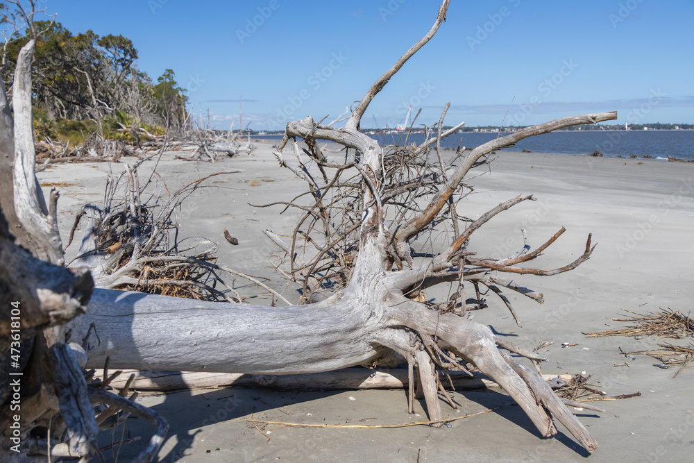 Large bare tree and driftwood on the beach