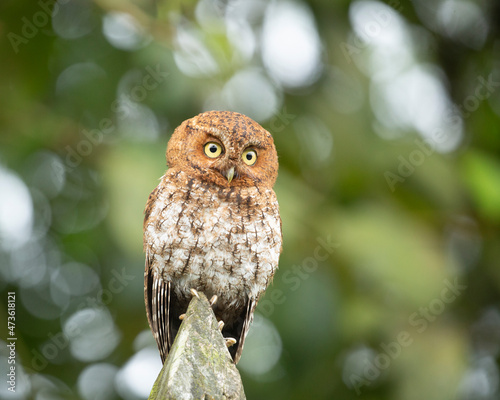 A bare-shanked screech-owl perched on a fence post. photo