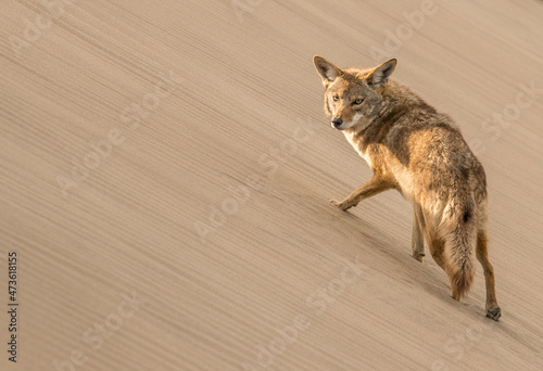A coyote pauses to look at the camera while climbing a sand dune on Isla Magdalena photo