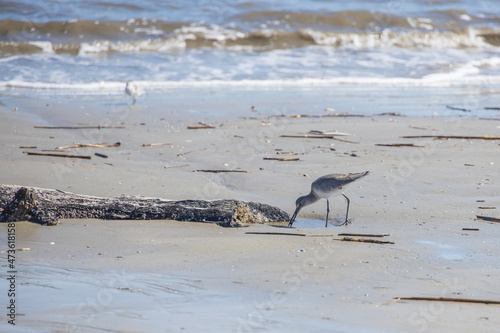 Shorebirds on the beach