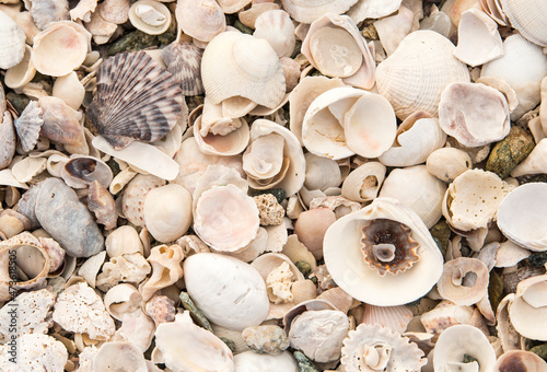 A collection of seashells washed up on a beach in Baja California Sur photo