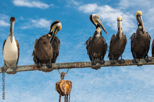 A group of brown pelicans perches on a fishing boat on the wharf of Puerto San Carlos photo