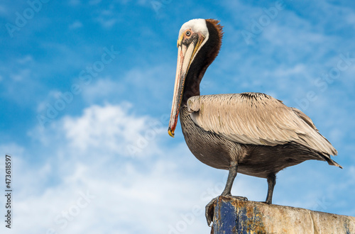 A brown pelican looks at the camera, standing on a fishing wharf in Baja California Sur photo