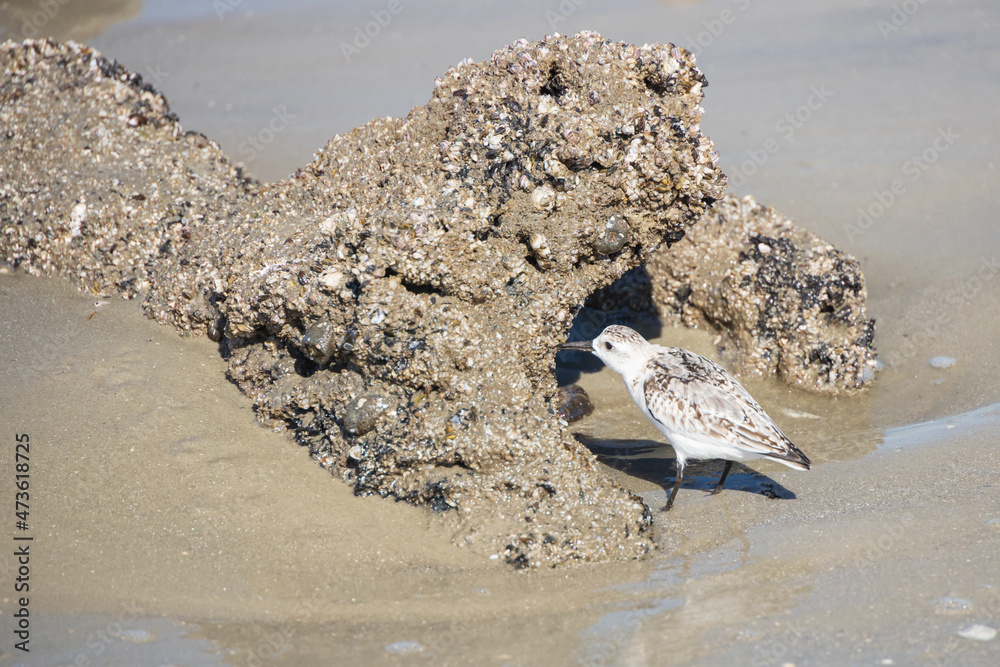 Obraz premium Shorebird on the beach