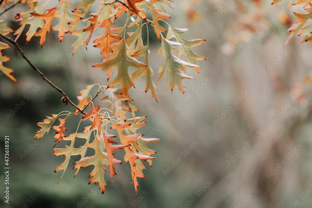 Colorful leaves and trees during Autumn season Colorful leaves and trees during Autumn season