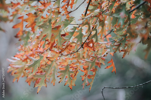 Colorful leaves and trees during Autumn season photo