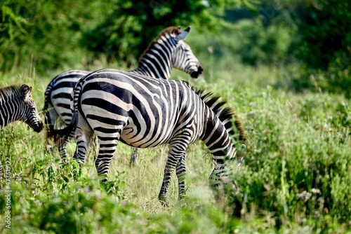 zebra eating grass in Africa