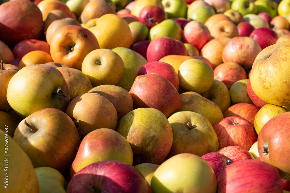 Big pile of yellow and red apples picked and ready for selling Big pile of yellow and red apples picked and ready for selling