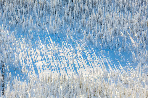 Aerial view of Winter Forests from above in Kuusamo Finnish Lapland photo