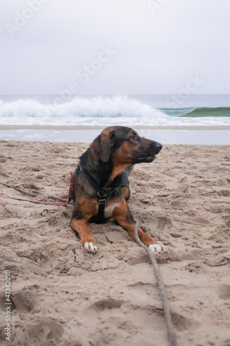 Obraz na płótnie Pies na plaży w salonie