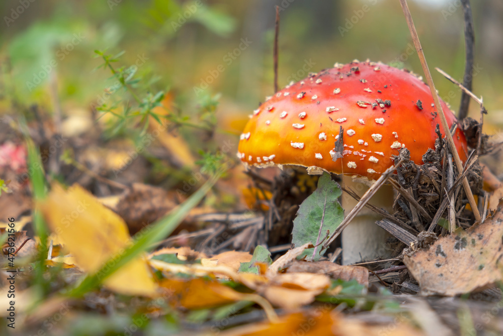 Red poisonous mushroom and dry leaves. Autumn scene. Selective focus Red poisonous mushroom and dry leaves. Autumn scene. Selective focus