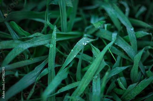 Morning dew on the grass
