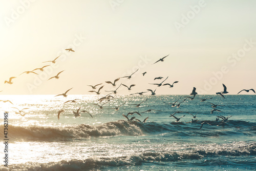 A flock of seagulls at dawn in the sunlight over the sea. Silhouettes of seagulls over the waves and the sea. Conceptual image flight of freedom
