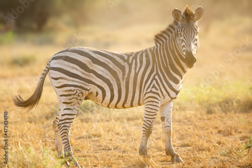 Zebra  Equus quagga  stallion portrait in soft golden backlight  Kruger Park