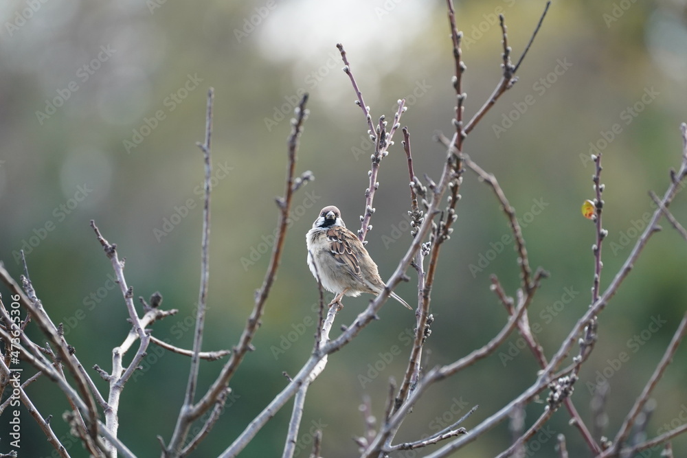 sparrow on the branch sparrow on the branch