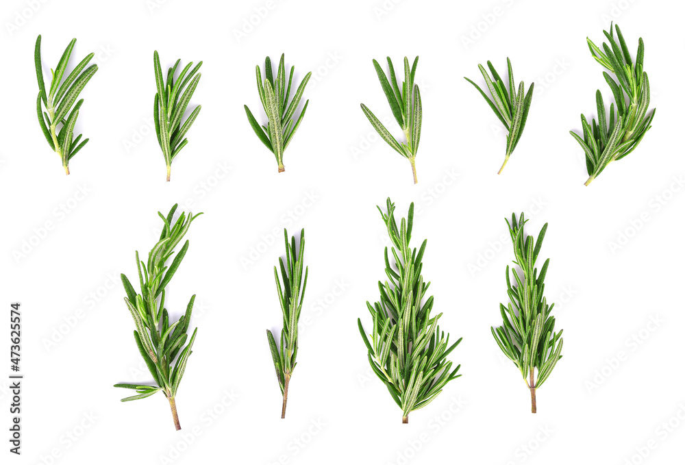 Rosemary leaves isolated on white background. Top view Rosemary leaves isolated on white background. Top view