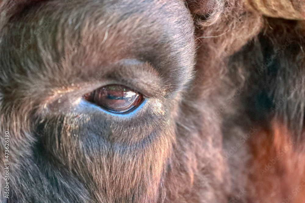 Close up a bull eye. Selective focus. Macro. Brown bull with amazing eye.
