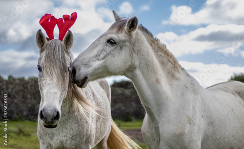 Cute and funny horse  christmas  red hat  outdoors.